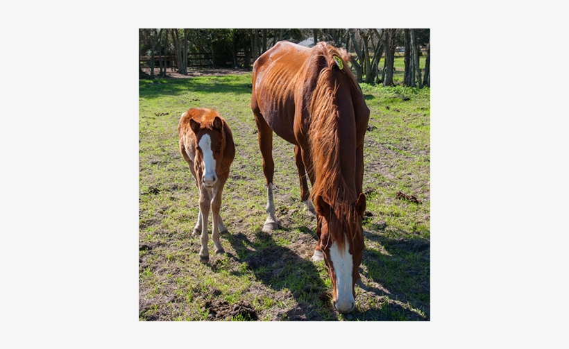 New Hope For Starved, Neglected Horses - Sorrel, transparent png #1386060