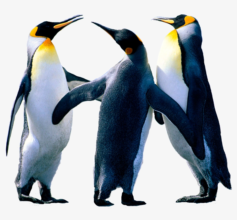 Imagen Sin Fondo - Pinguinos De Word, transparent png #1386833