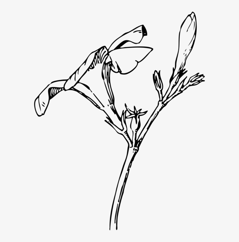 Oleander Bud Flower Drawing Plants - Oleander Flower Drawing, transparent png #1388827