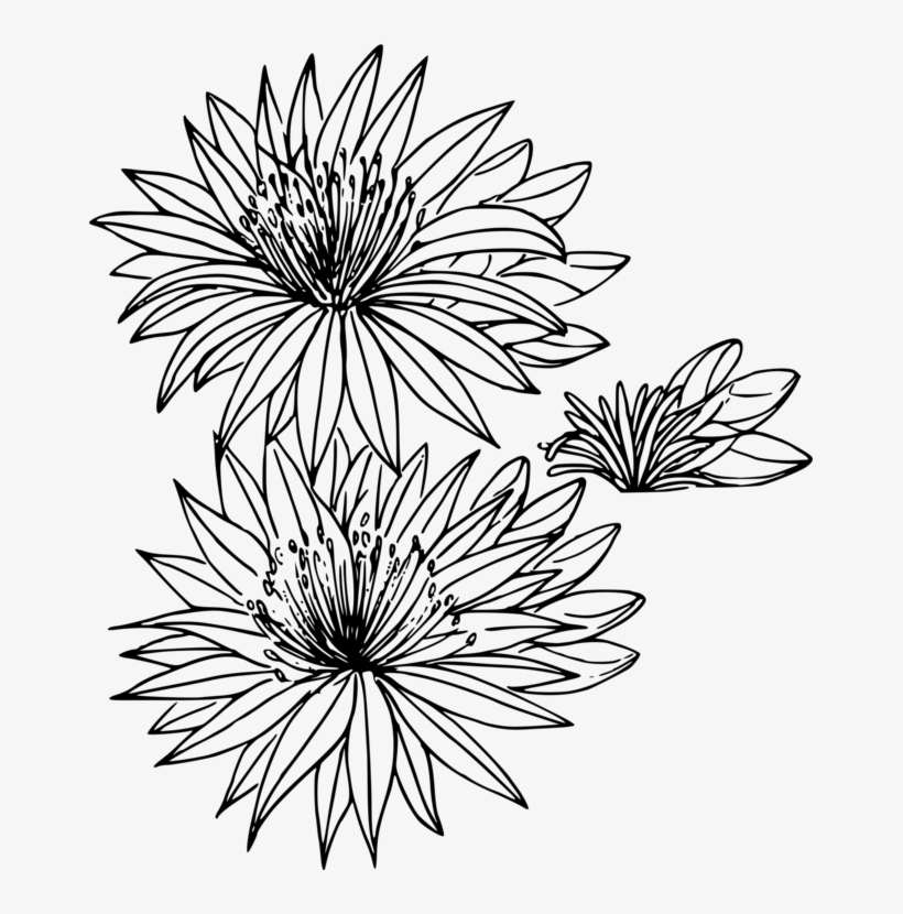 Montana Bitterroot State Flowers Drawing - White Flower Outline Png, transparent png #1389079