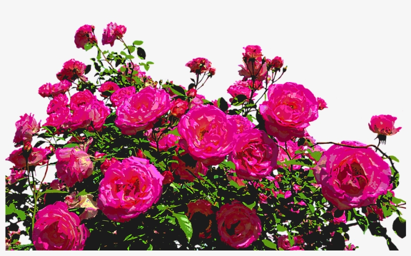 Roses, Nature, Drawing, Flower, Rose Blooms, Blossom - Elaman Erotiikkaa By Mirja Myllyoja, transparent png #1389313