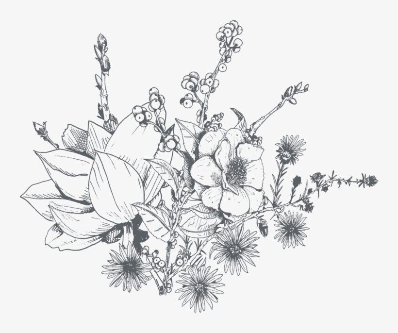 Clip Art Freeuse Amaryllis Drawing Orchid Flower - Dainty Flower