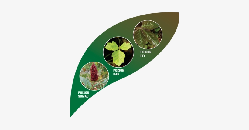 And The Outdoors Beckoning, Many Patients Will Be Visiting - Exposure To Poison Oak, transparent png #1390041