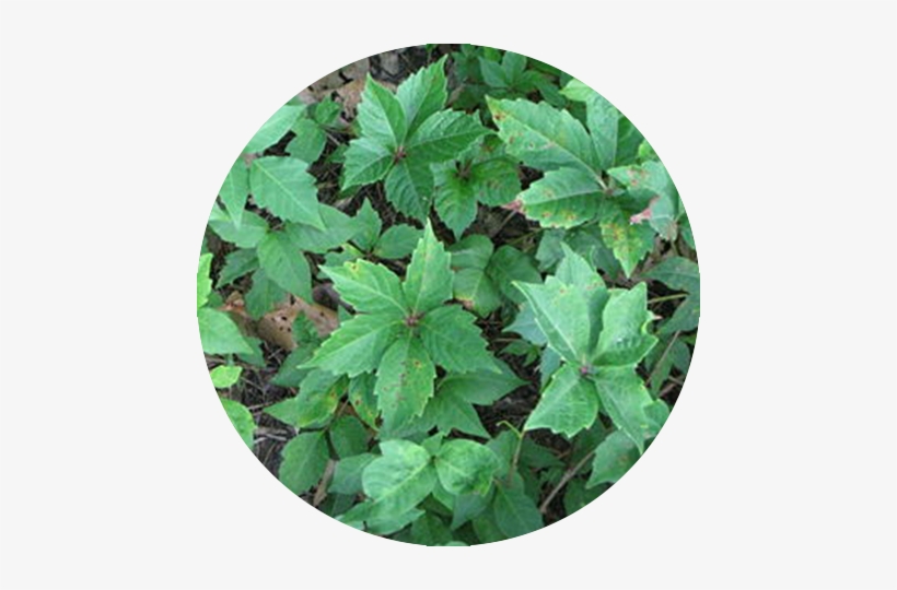 Poison-oak - Pacific Poison Oak, transparent png #1390291