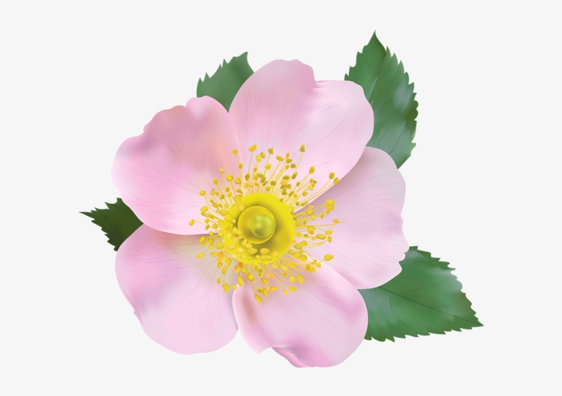 Rose Blossom Png Transparent Clip Art Image - Wild Rose Flower Transparent Clipart, transparent png #1397895