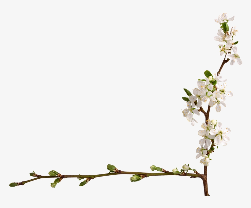 Parent Directory - Prunus, transparent png #1397995