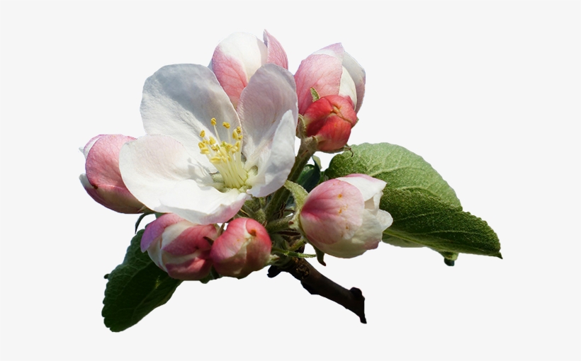 Apple Blossom 116409 - Apple Flowers Transparent Png, transparent png #1398021