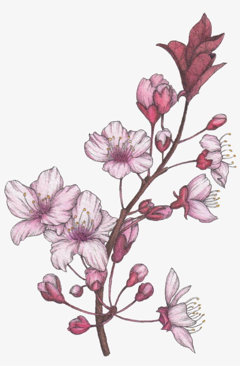 Blossom, transparent png #1398091