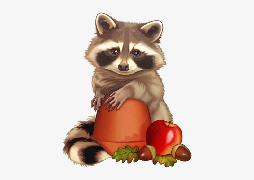 Raton Laveur - Raccoon, transparent png #1398301