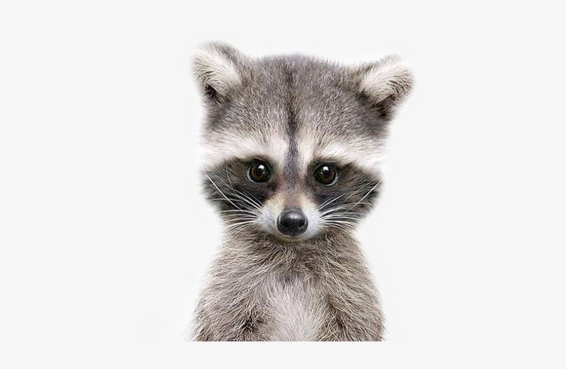 Download Raccoon Free Transparent Png Download Pngkey