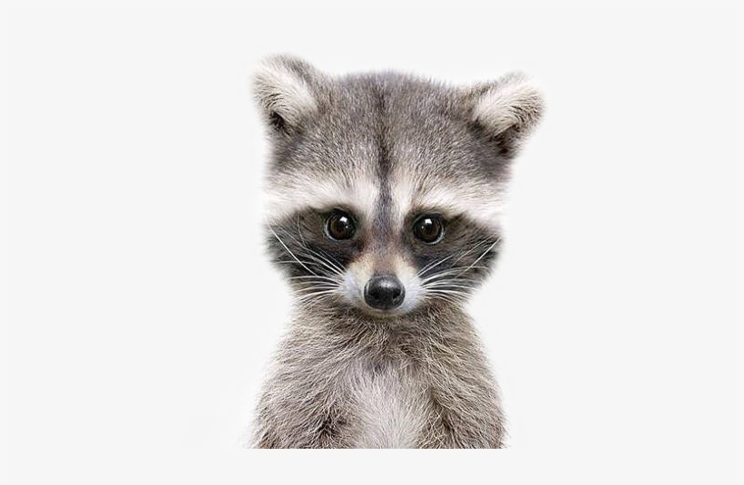 Raccoon, transparent png #1398397