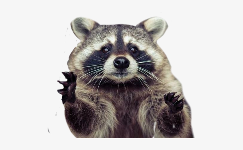 Raccoon Hug, transparent png #1398417
