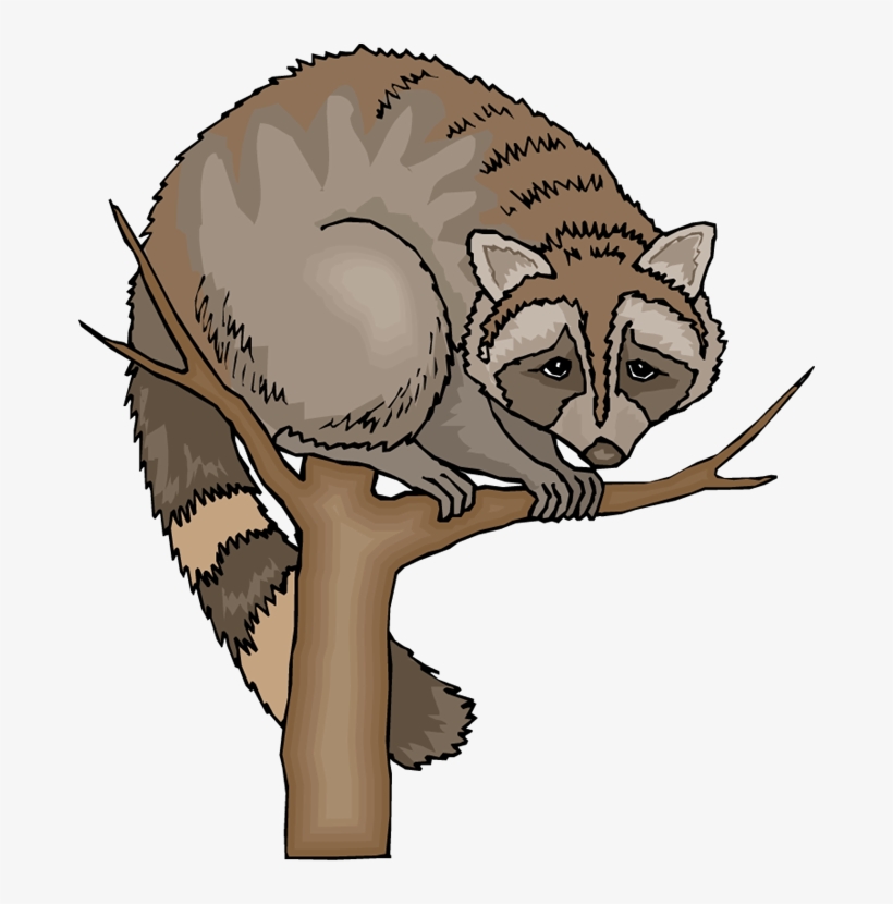 Free Raccoon Clipart - Raccoon In Tree Clipart, transparent png #1398443