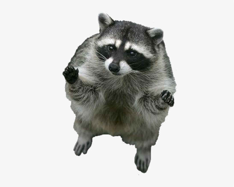 Raton, transparent png #1398444