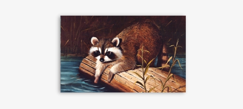 Racoon Fishing - Procyon, transparent png #1398485