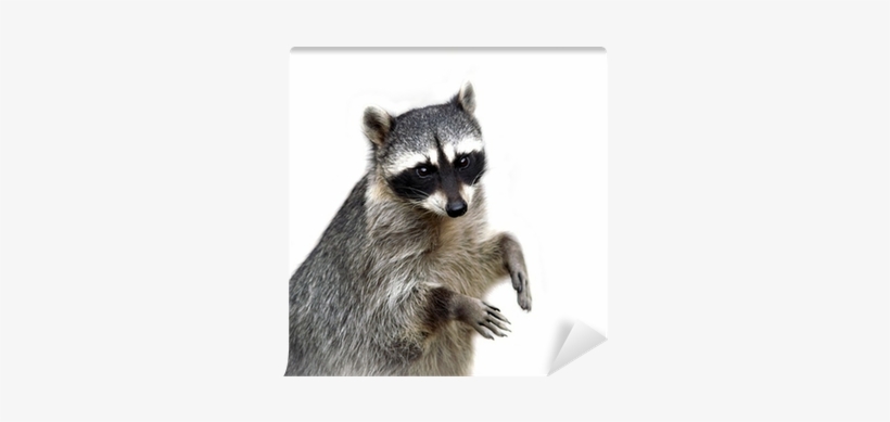 Procyon, transparent png #1398531