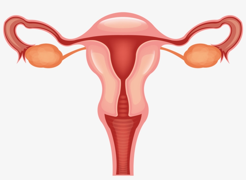 Vagina Clip Svg Free - Female Reproductive System Clipart, transparent png #1398533