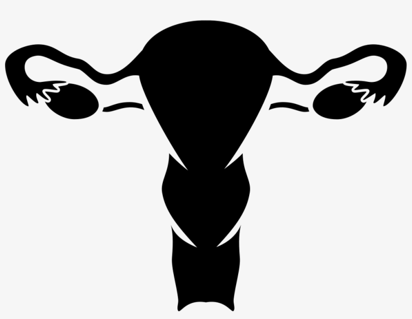 Nfm Vaginal Bleeding Comments - Female Reproductive System Png, transparent png #1398556