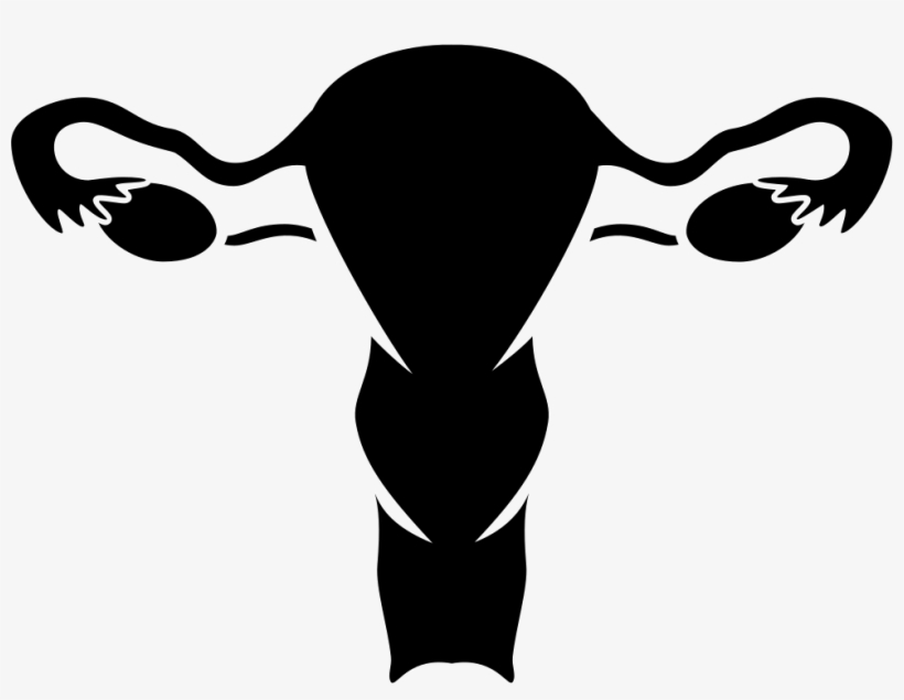 Nfm Vaginal Bleeding Comments - Female Reproductive System Png, transparent png #1398556