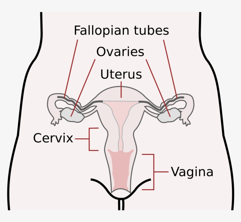 Scheme Female Reproductive System-en - Female Reproductive System, transparent png #1398627