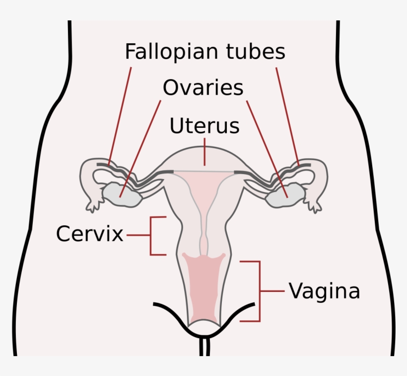 Scheme Female Reproductive System-en - Female Reproductive System, transparent png #1398627