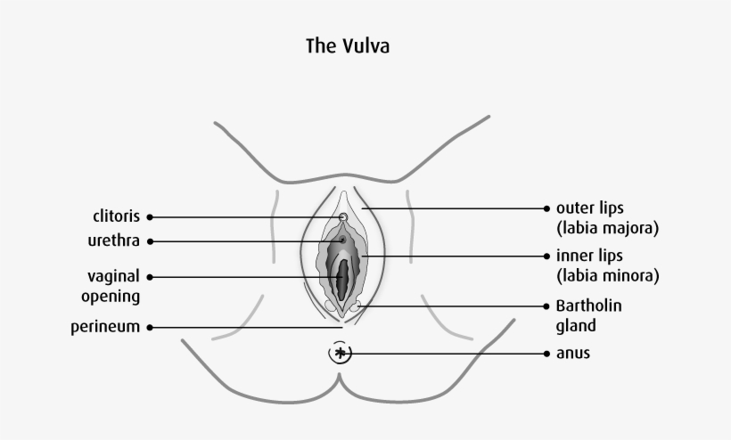 Vulva Diagram Anatomy, transparent png #1398704