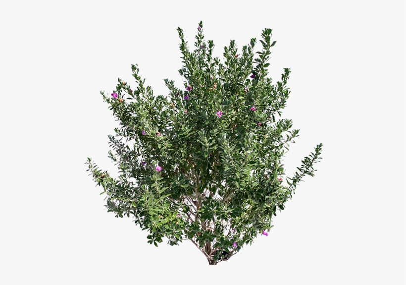 Texas Sage - Bottlebush, transparent png #1398970