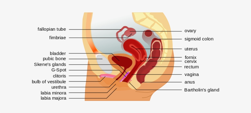 Vaginal Cancer - Diagram Of Vagina G Spot, transparent png #1399004