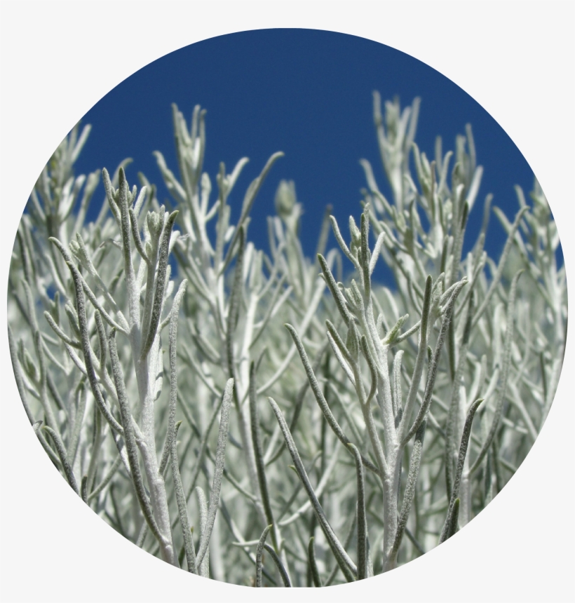Desert Sage Png, transparent png #1399026