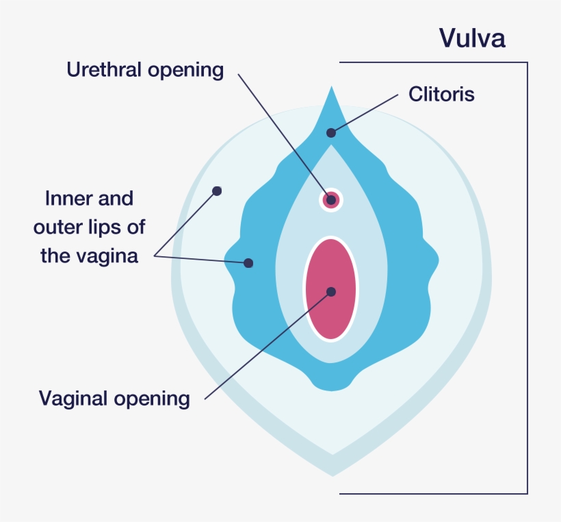 Vaginal Ecology - Vagina, transparent png #1399811