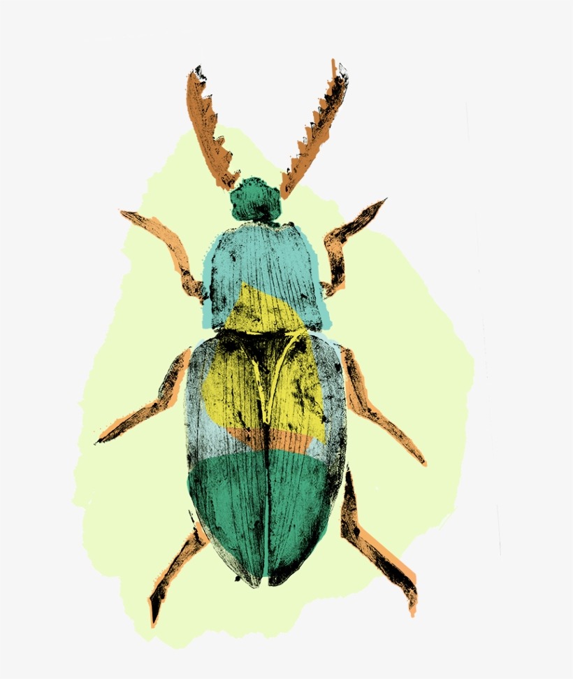 Picture Transparent Download Beetle Colour Png Insects - Beetle, transparent png #140194
