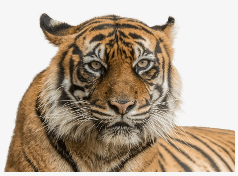Vector Freeuse Stock Sumatran National Zoo Aquarium - Tiger Face Hd Png, transparent png #140381