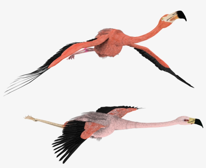 3d Flamingo Clipart - Wallpaper, transparent png #140903