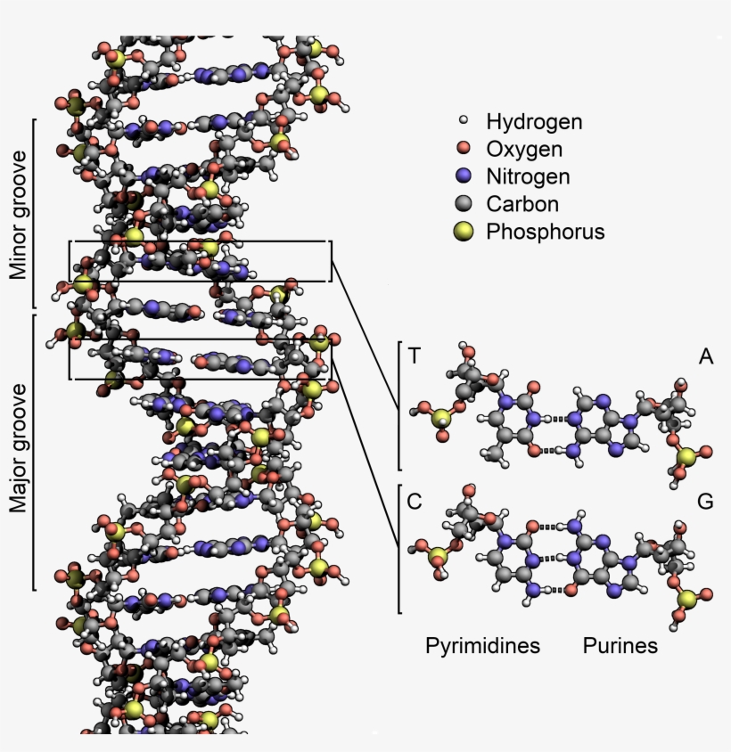 Dna Structure Key Labelled - Spider Dna Structure, transparent png #142065