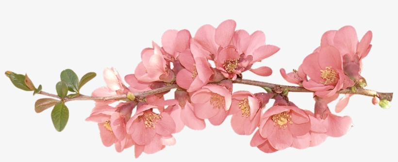 spring flower clipart png