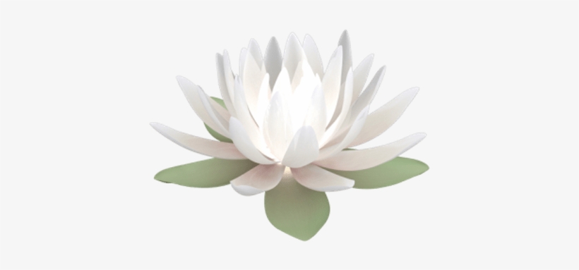 Sacred Lotus, transparent png #142563
