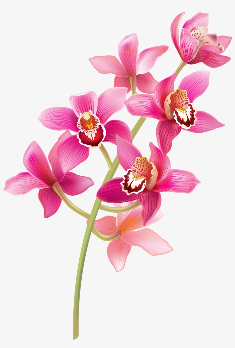 Vector Library Download Orchid Clipart Watercolor - Orchid Png, transparent png #142784