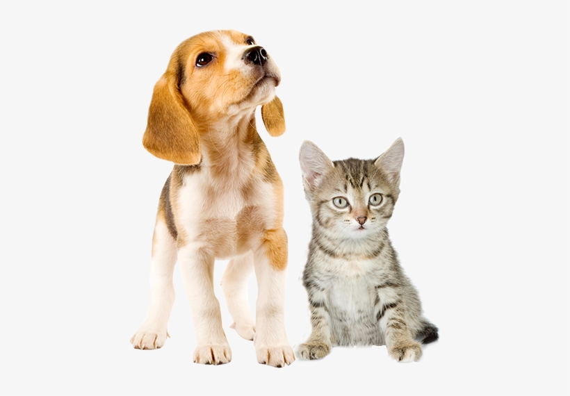 Puppy And Kitten Png, transparent png #142823