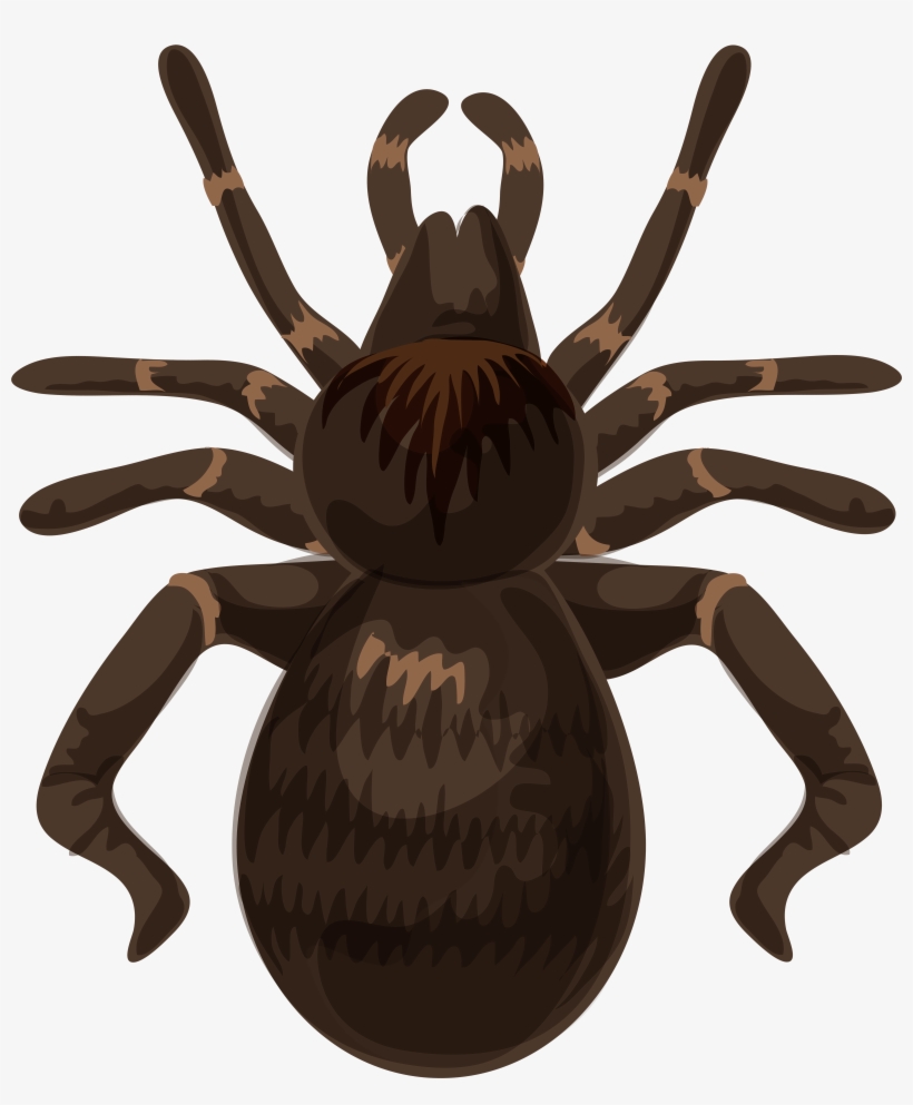 Spider Png, transparent png #143295