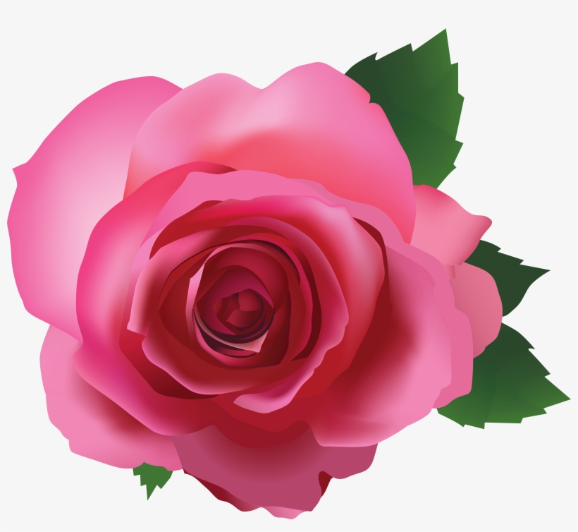 White Pink Rose Transparent Background, transparent png #143503