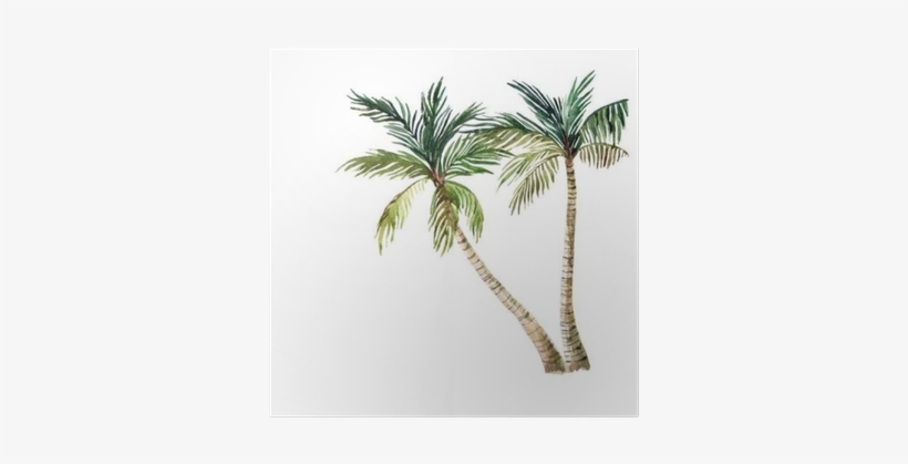 Palm Tree Isolated On White Background - Watercolor Palm Tree, transparent png #143740