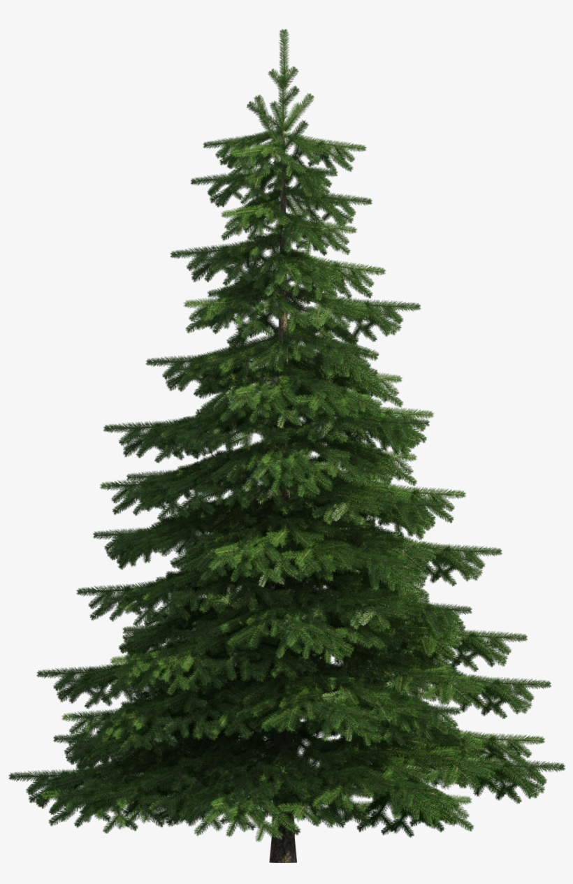 Realistic Pine Tree Png Clip Art - Pine Tree Transparent Background, transparent png #143835