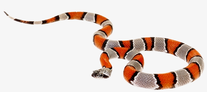 False Coral Snake Png, transparent png #144221