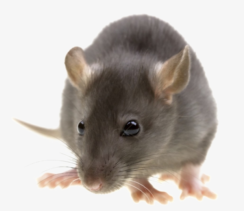 Rat Png Image With Transparent Background - Pest Control, transparent png #144548
