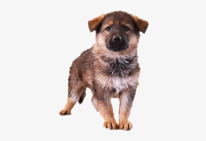 Ready To Adopt A Beautiful German Shepherd Puppy - German Shepherd Puppy Png, transparent png #144591