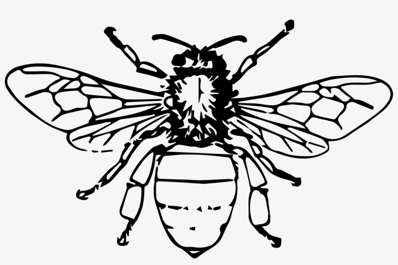 Honey Bee Drawing Png, transparent png #144894