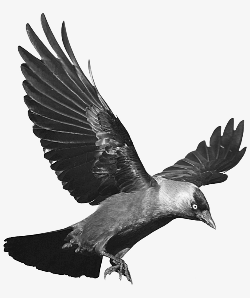 Raven Flying Transparent Background - Crow Png, transparent png #145195