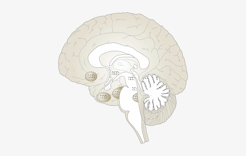 White Brain Png Images, transparent png #145568