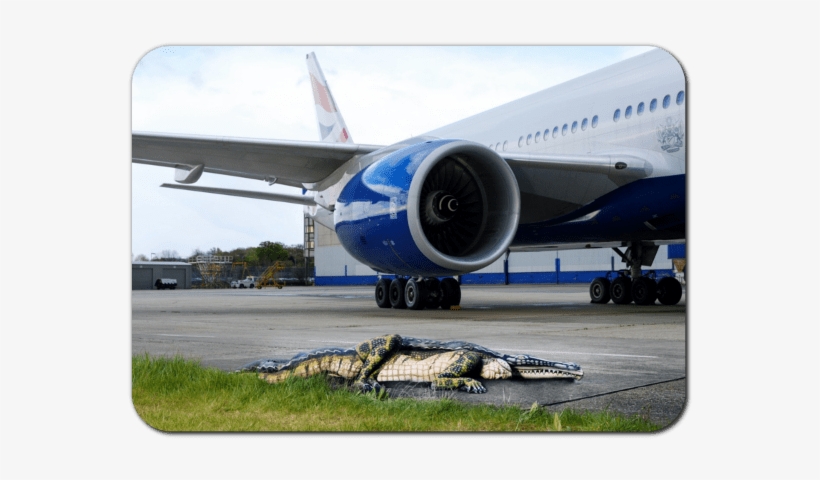 Foreign Object Debris - Alligators Runway Fl Airport, transparent png #145903