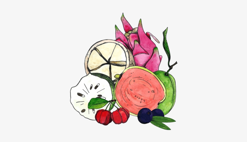 Illustration Of Graviola, Cupuacu, Goiaba, Pitaya,, transparent png #146459